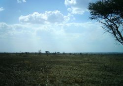 Snapshot Serengeti