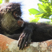 Spotting Spider Monkeys